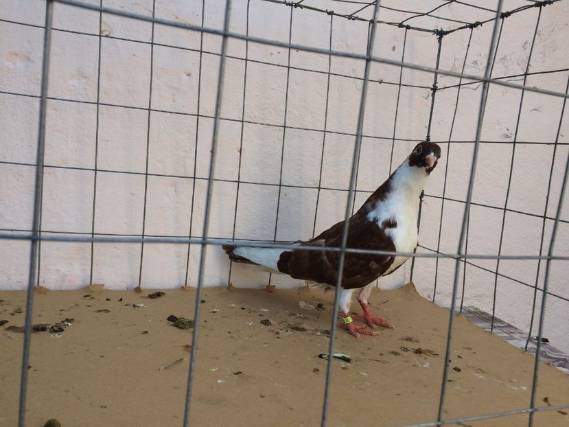 f 2017  8905_1 - tineret 2017