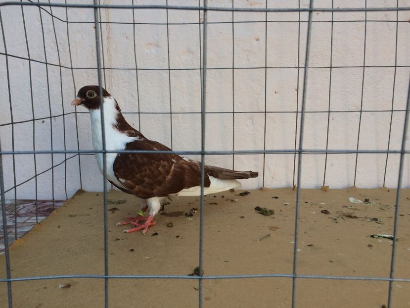 f 2017  8905_2 - tineret 2017