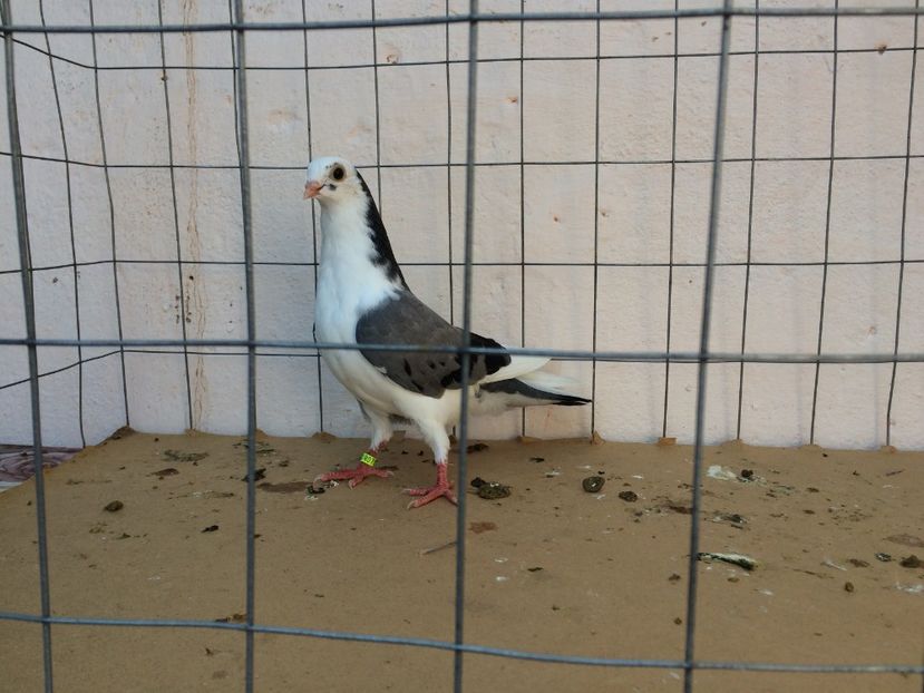 f 2017  9022_1 - tineret 2017