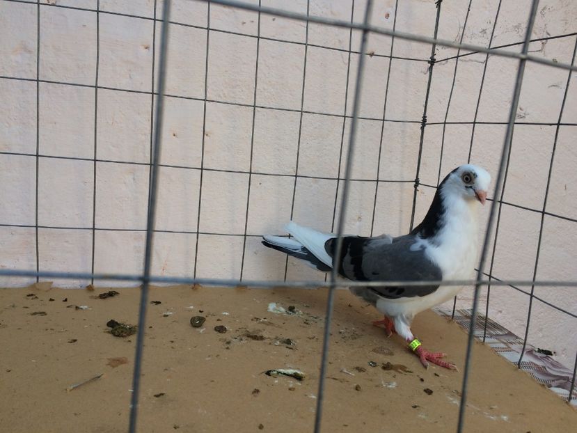 f 2017  9022_3 - tineret 2017