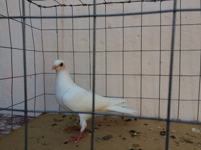 f 2017  8965_1 - tineret 2017