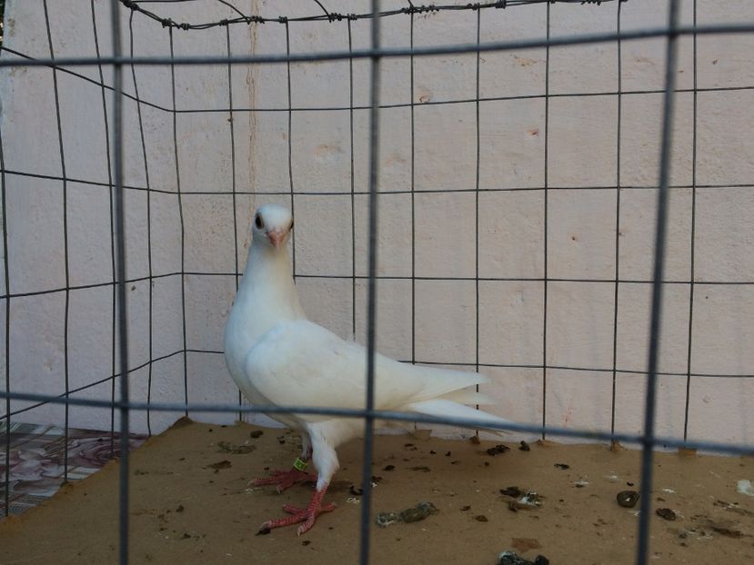 f 2017  8965_2 - tineret 2017