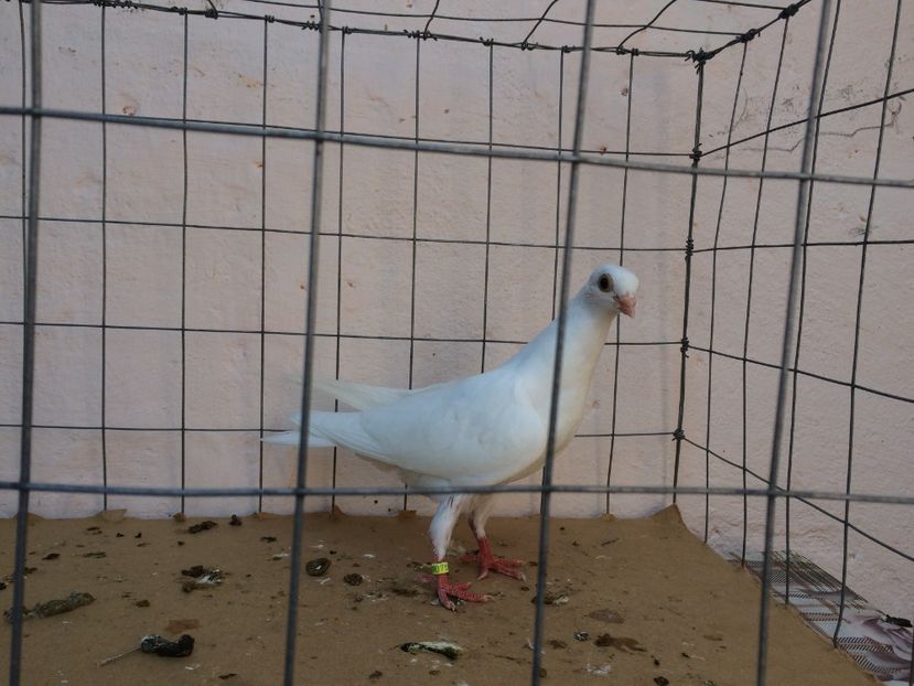 f 2017  8965_3 - tineret 2017