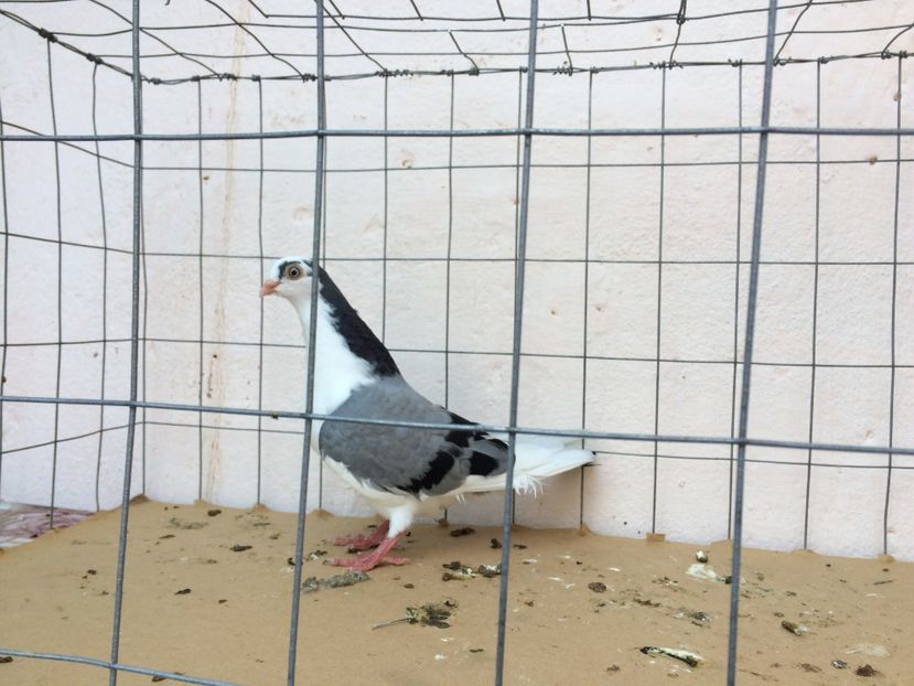 m  2017_2 - tineret 2017