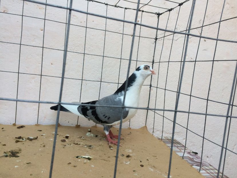 m  2017_3 - tineret 2017