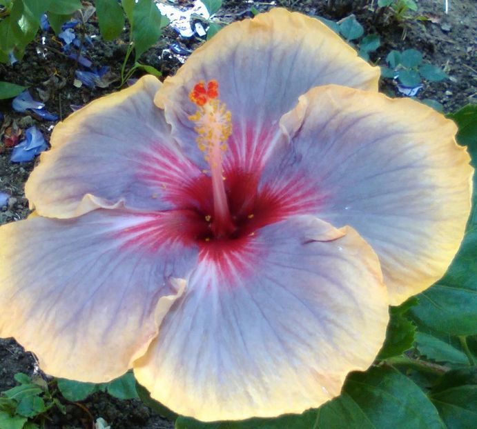  - Hibiscus Luck by Chance