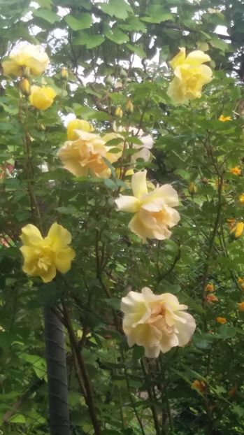  - Trandafirii din gradina magica