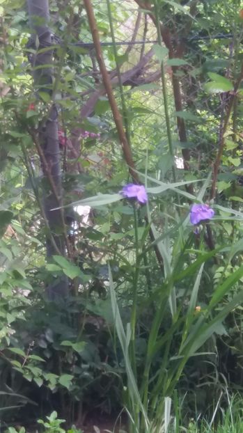  - Trandafirii din gradina magica