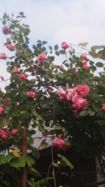  - Trandafirii din gradina magica