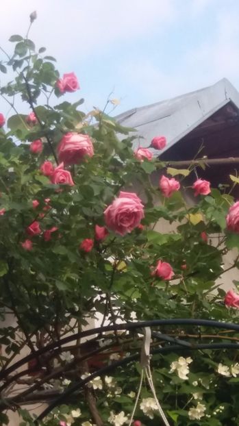  - Trandafirii din gradina magica