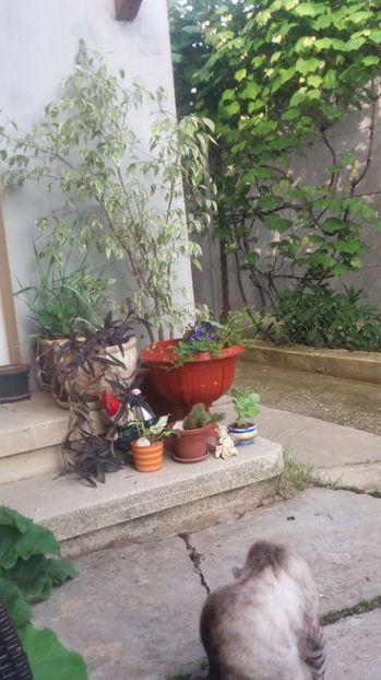  - Trandafirii din gradina magica