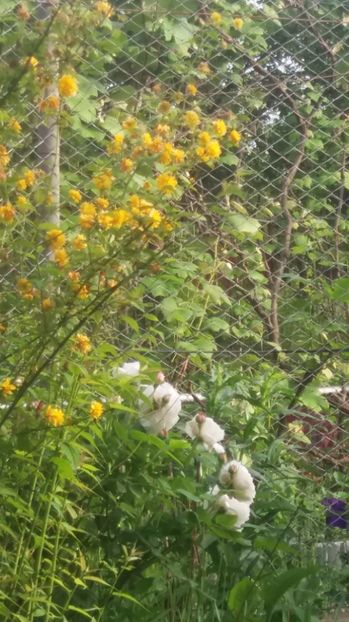  - Trandafirii din gradina magica