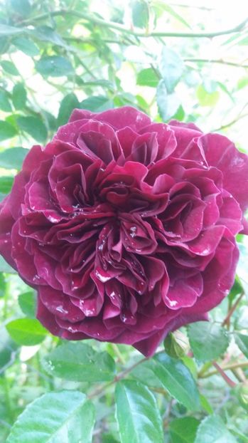  - Trandafirii din gradina magica