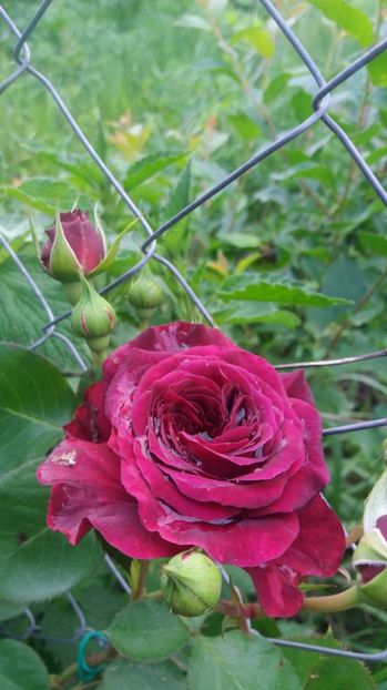  - Trandafirii din gradina magica