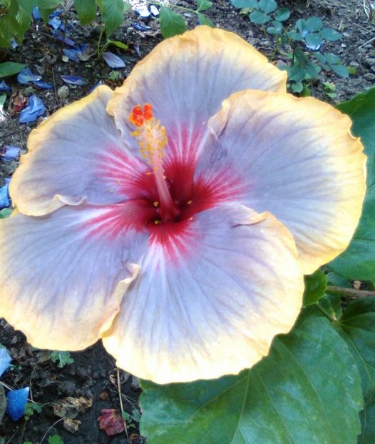  - Hibiscus Luck by Chance