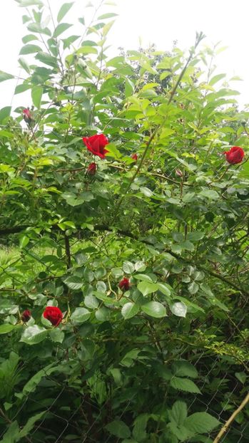  - Trandafirii din gradina magica