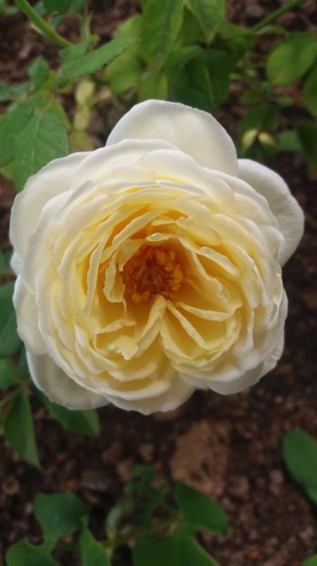  - Trandafirii din gradina magica