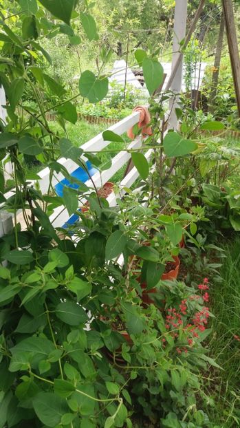  - Trandafirii din gradina magica