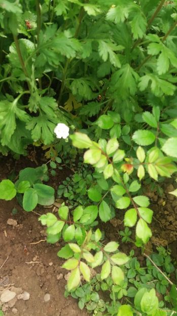  - Trandafirii din gradina magica