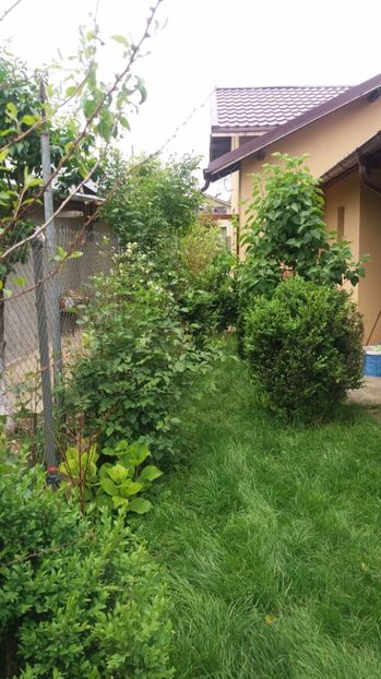  - Trandafirii din gradina magica