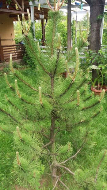  - Trandafirii din gradina magica