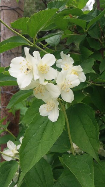  - Trandafirii din gradina magica