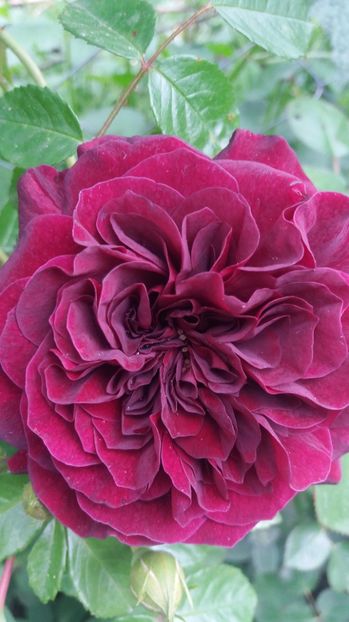  - Trandafirii din gradina magica