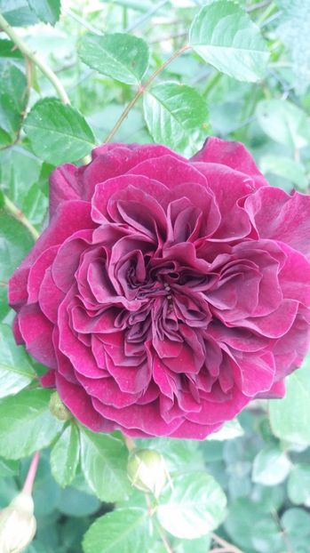  - Trandafirii din gradina magica