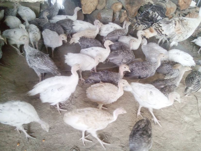 La gramada - Pui 2017