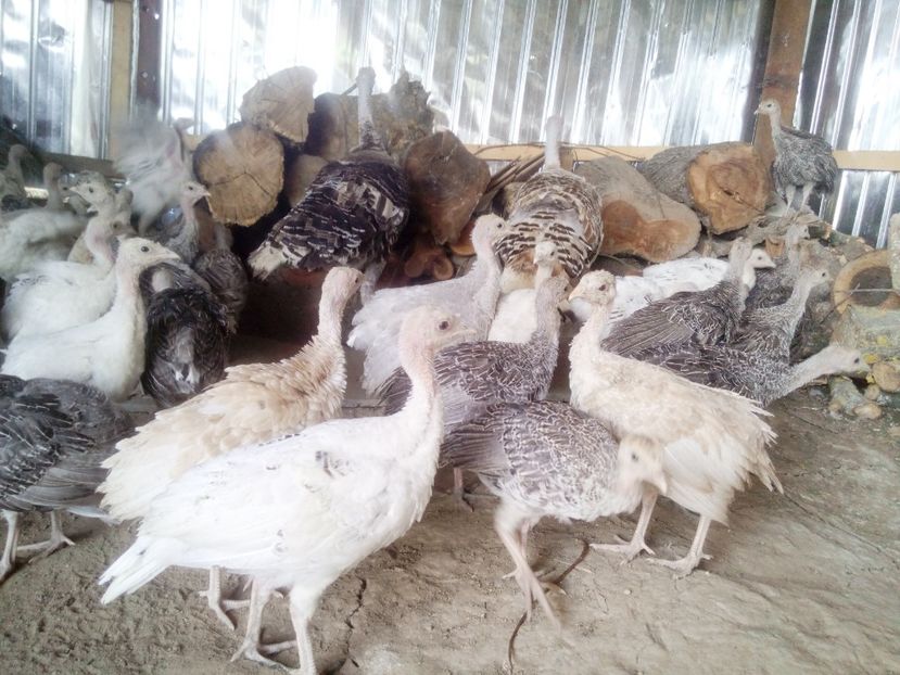 Nu intram toti in cadru - Pui 2017