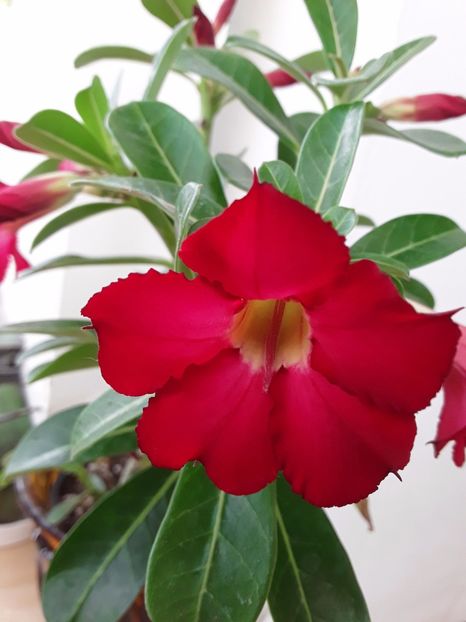 Adenium roșu!,, - Adenium