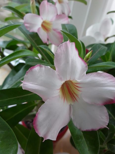 Adenium rose - Adenium