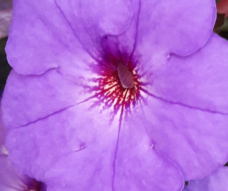 Odesa Blue - 04 Achimenes - centrul florilor