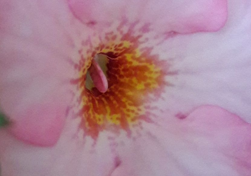 Rozi Roza - 04 Achimenes - centrul florilor