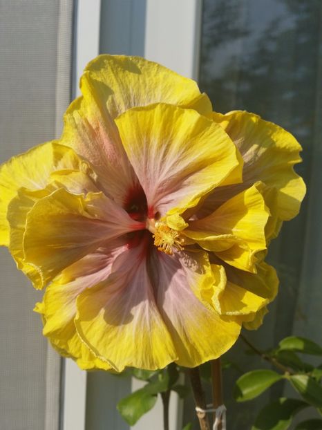 25-06-2017 - Gator magic