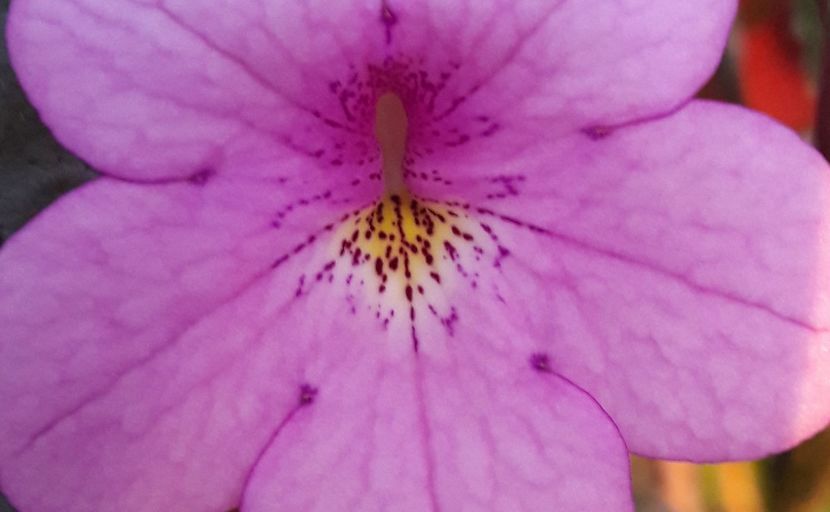 Dot - 04 Achimenes - centrul florilor