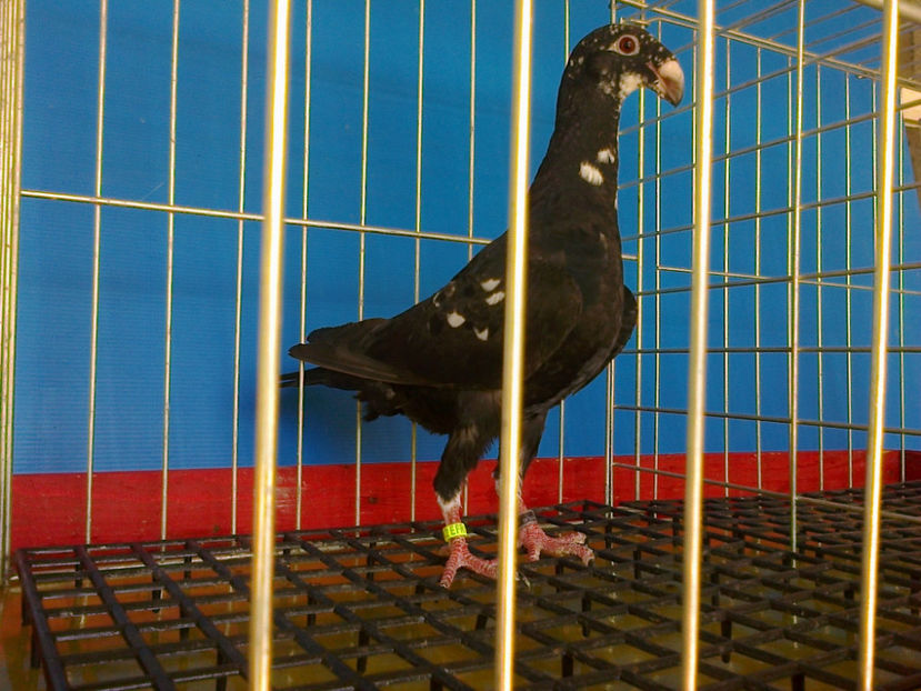 DIN BOBAT - GERMANI PUI 2017 si 2018