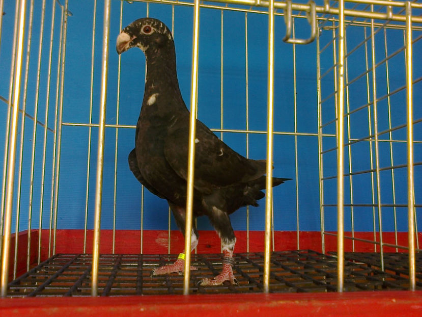 DIN  BOBAT - GERMANI PUI 2017 si 2018