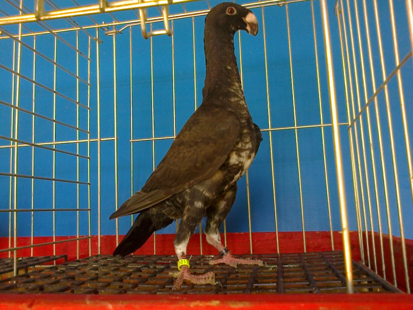 DIN  BOBAT - GERMANI PUI 2017 si 2018