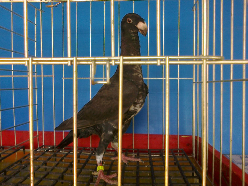 Fotografie12643 - GERMANI PUI 2017 si 2018