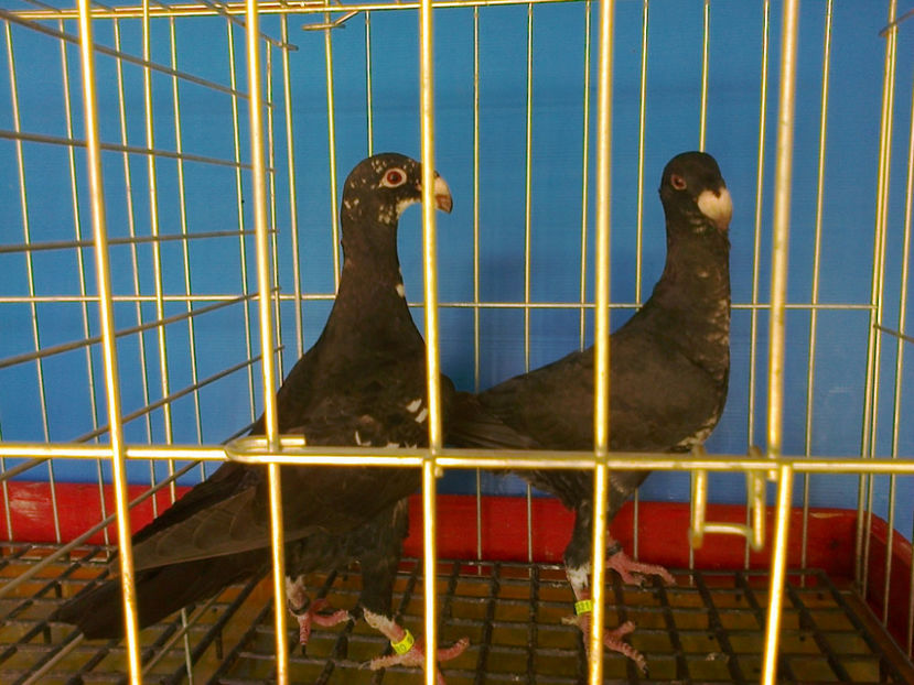 Fotografie12646 - GERMANI PUI 2017 si 2018