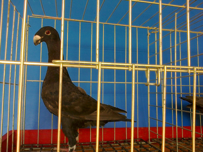 Fotografie12647 - GERMANI PUI 2017 si 2018