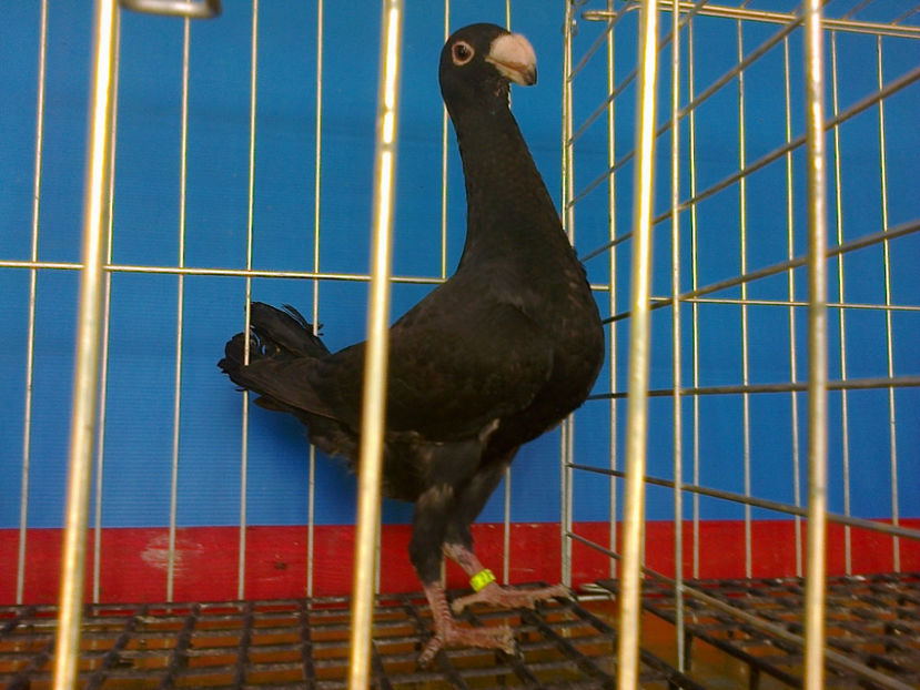 DIN PERECHE DE NEGRI - GERMANI PUI 2017 si 2018