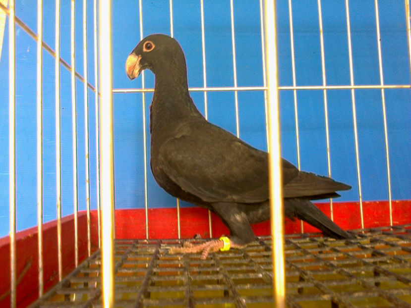 Fotografie12657 - GERMANI PUI 2017 si 2018