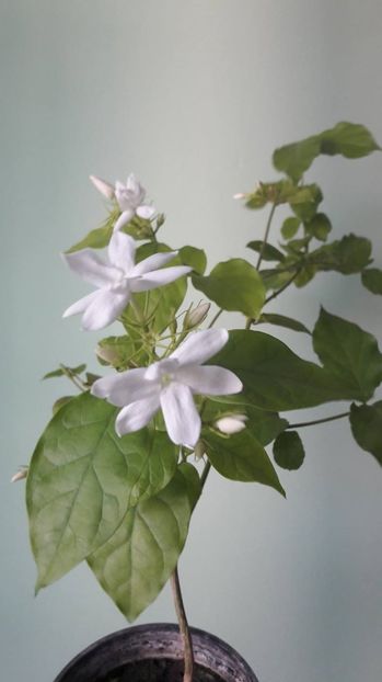 Jasminum Sambac Multiflorum - FLORI -2017