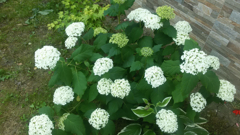 Multumesc mult , Mihaela ! - Hortensii 3