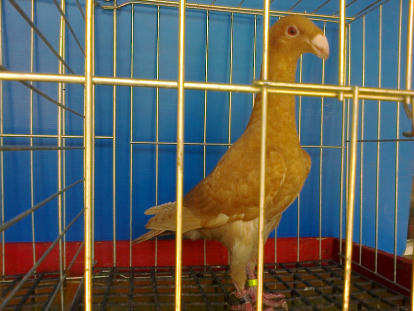 Fotografie12723 - GERMANI PUI 2017 si 2018