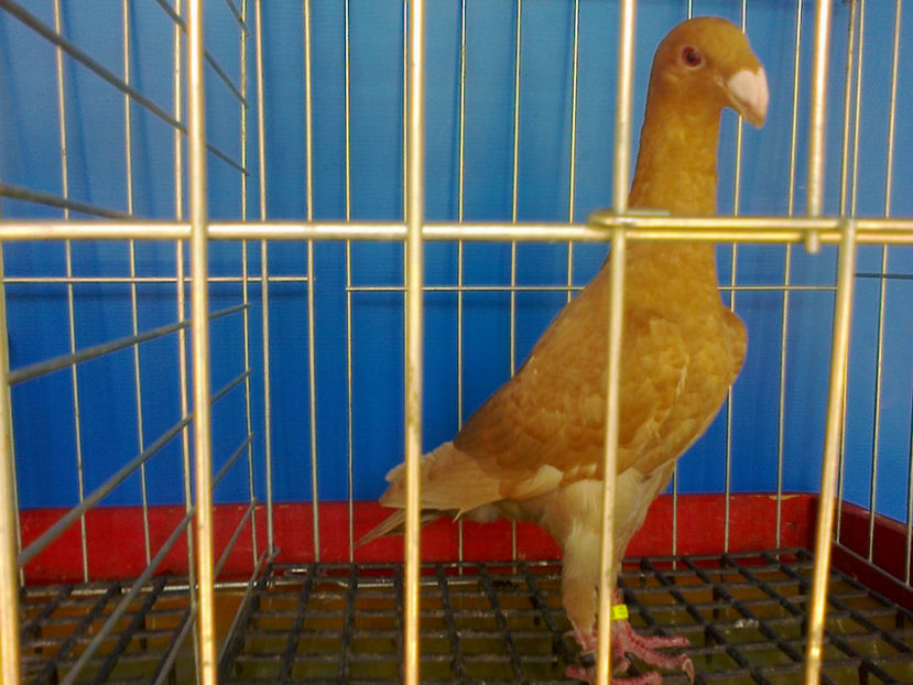 Fotografie12724 - GERMANI PUI 2017 si 2018