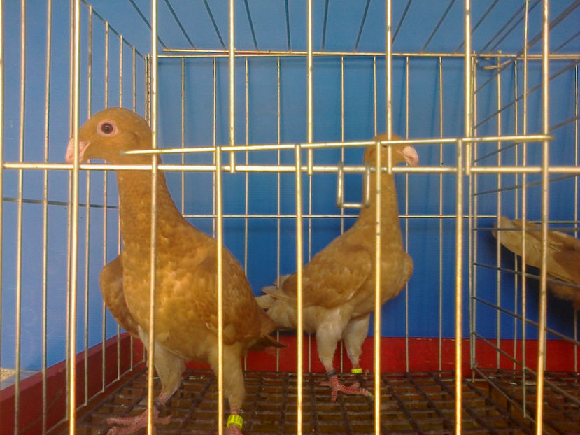 Fotografie12731 - GERMANI PUI 2017 si 2018