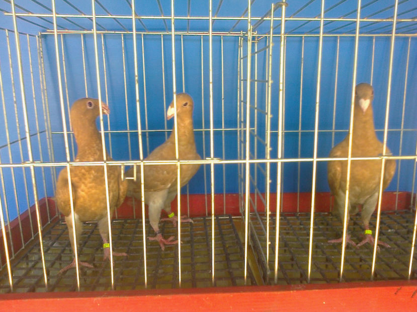 DIN GALBEN TOTAL - GERMANI PUI 2017 si 2018